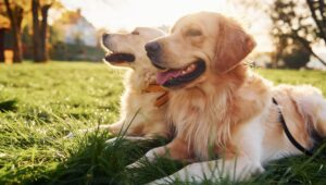 Seguro para mascotas en México