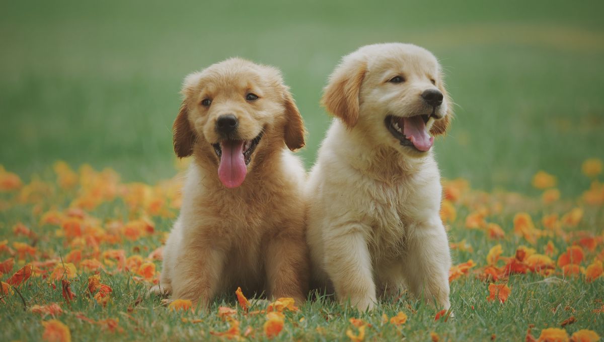 Seguro para mascotas en México