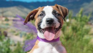 Razones para contratar un seguro para mascotas