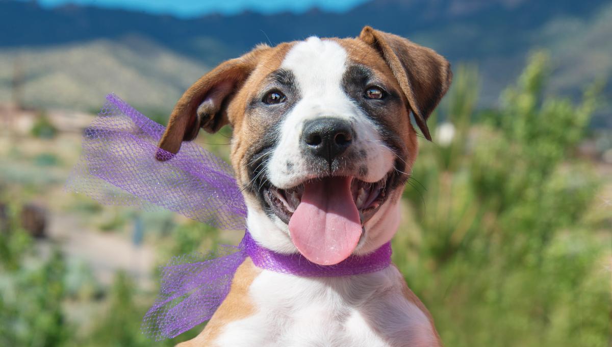 Razones para contratar un seguro para mascotas