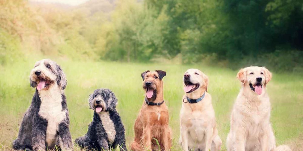 Cómo elegir el mejor seguro de mascotas