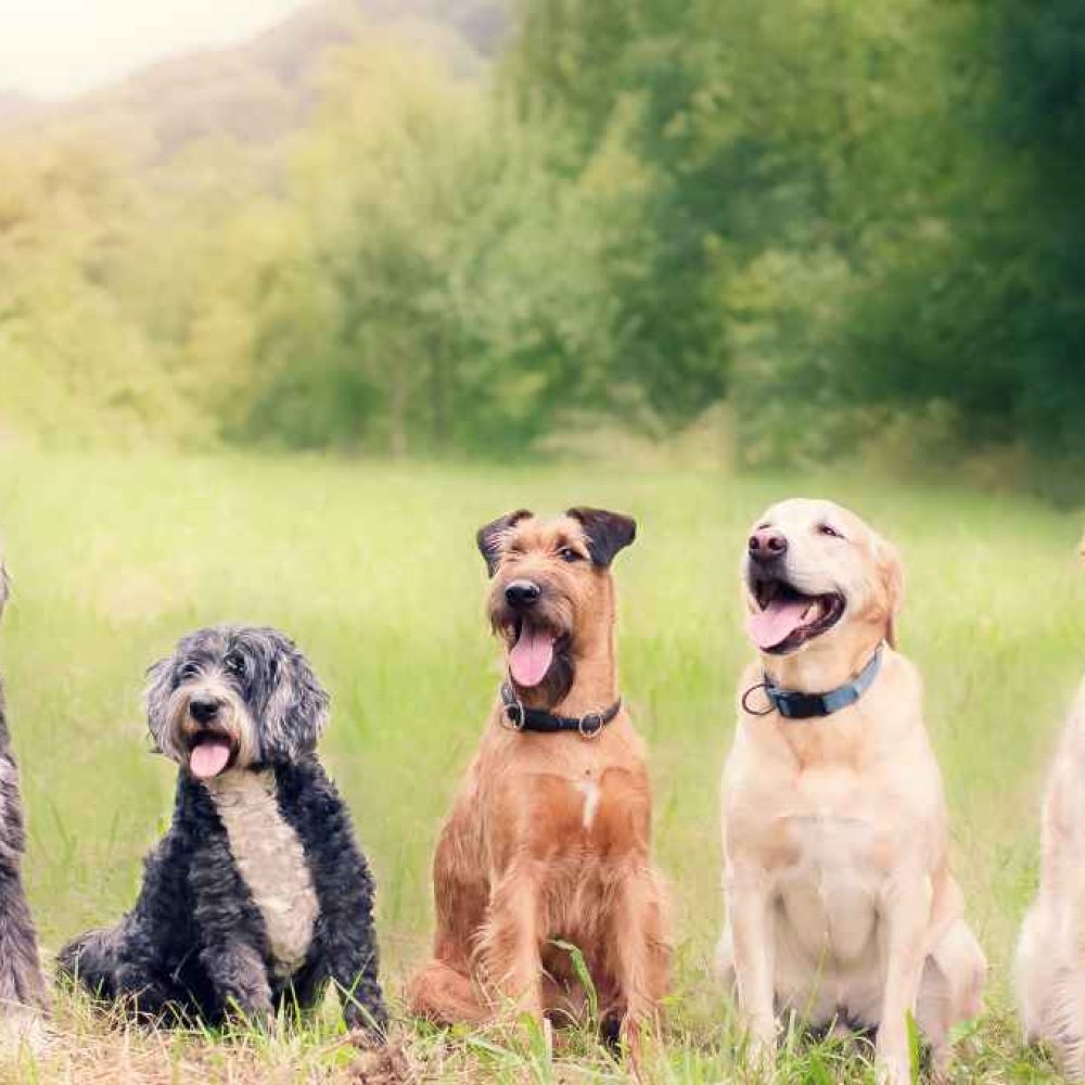 Cómo elegir el mejor seguro de mascotas