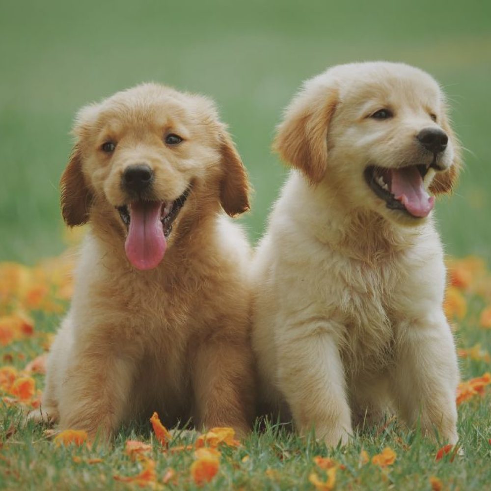 Seguro para mascotas en México