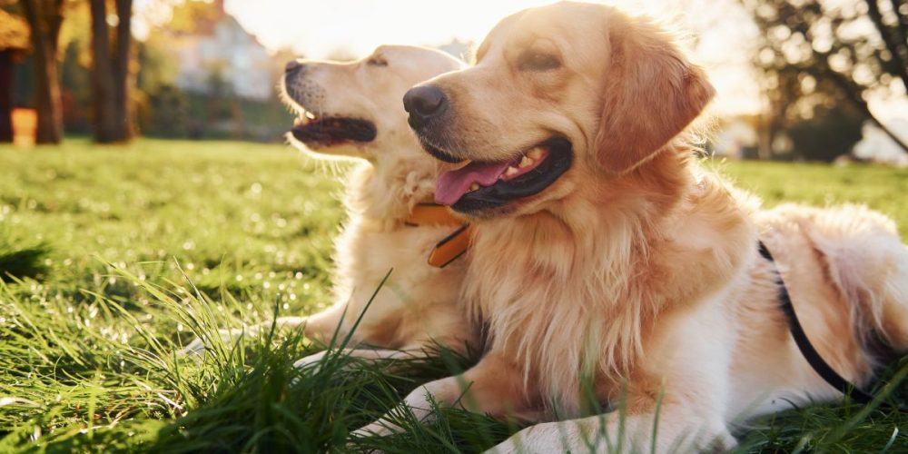 Seguro para mascotas en México