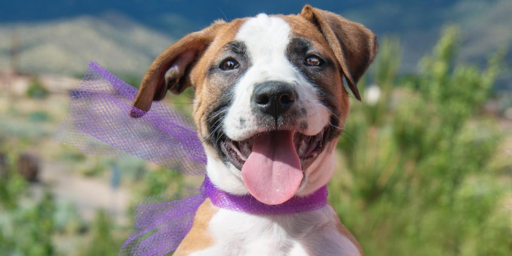 Razones para contratar un seguro para mascotas