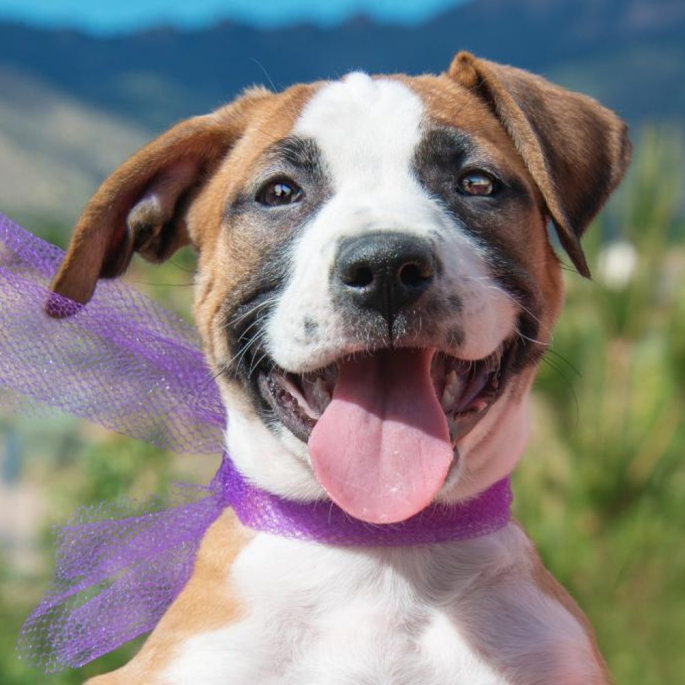 Razones para contratar un seguro para mascotas